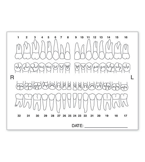 Anatomy Label Tooth Chart #4665 – American Business Forms & Envelopes